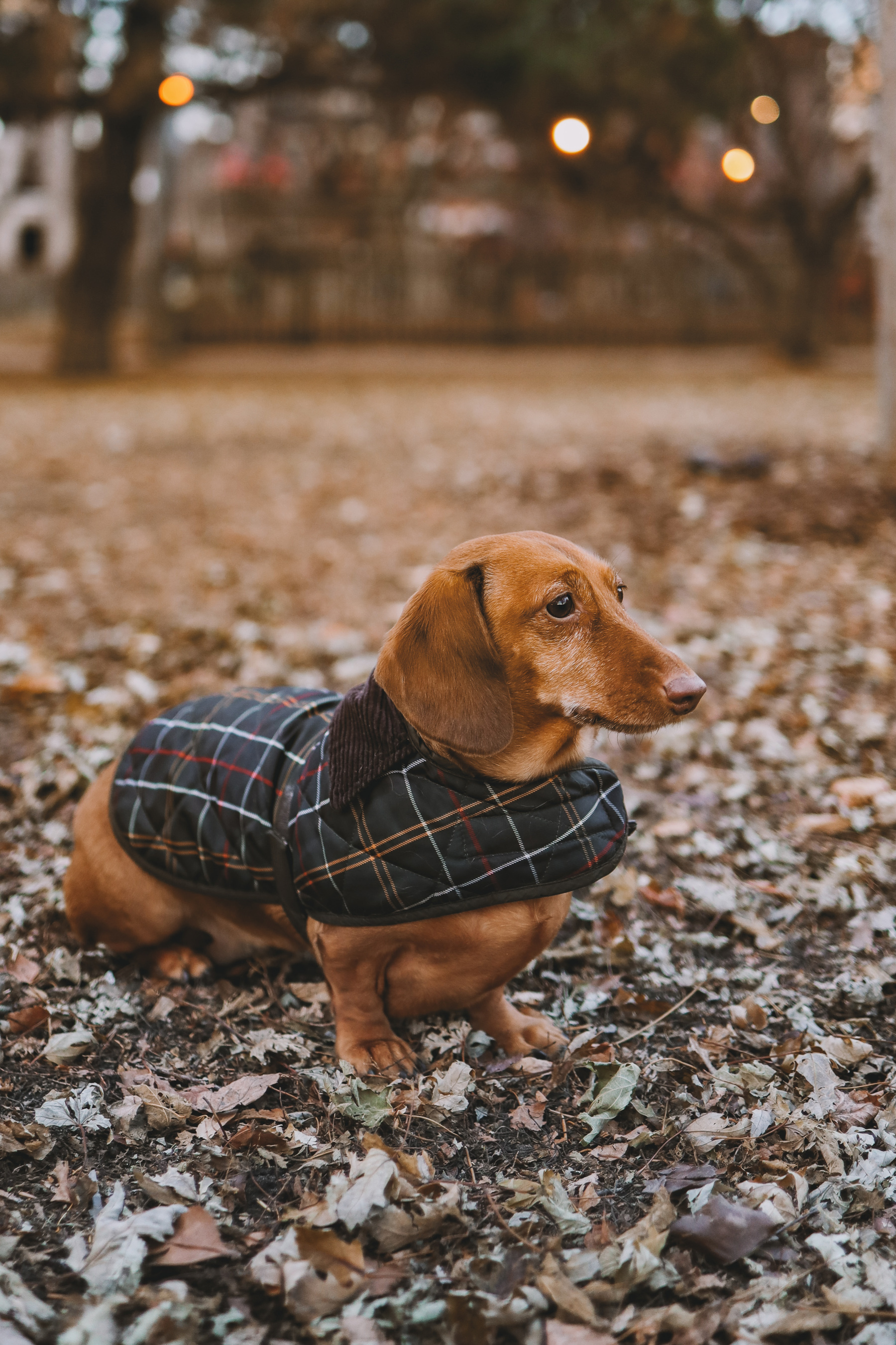 Coats and Jackets for Fall, Kelly in the City