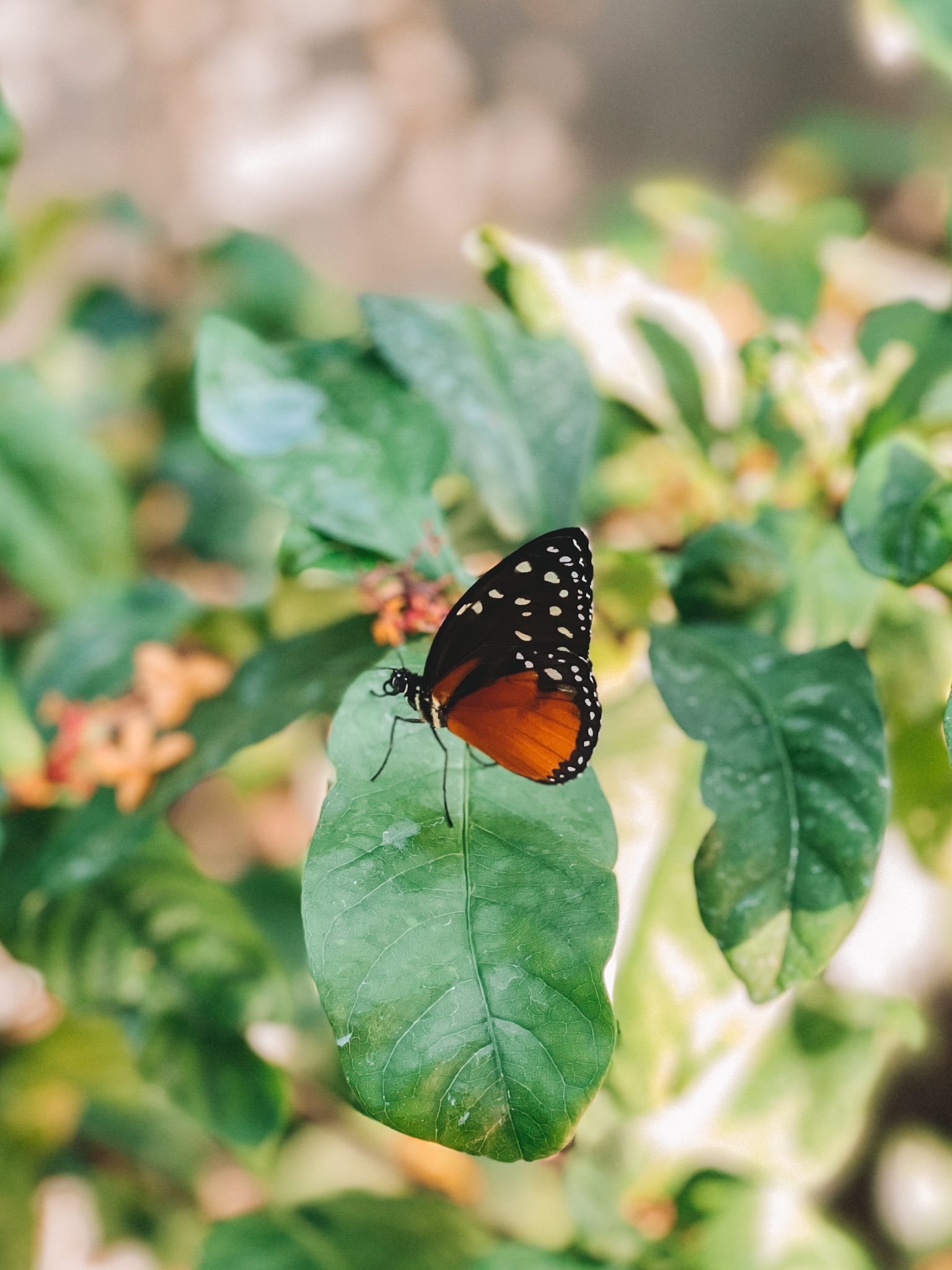 Peggy Notebaert Nature Museum Butterfly Haven