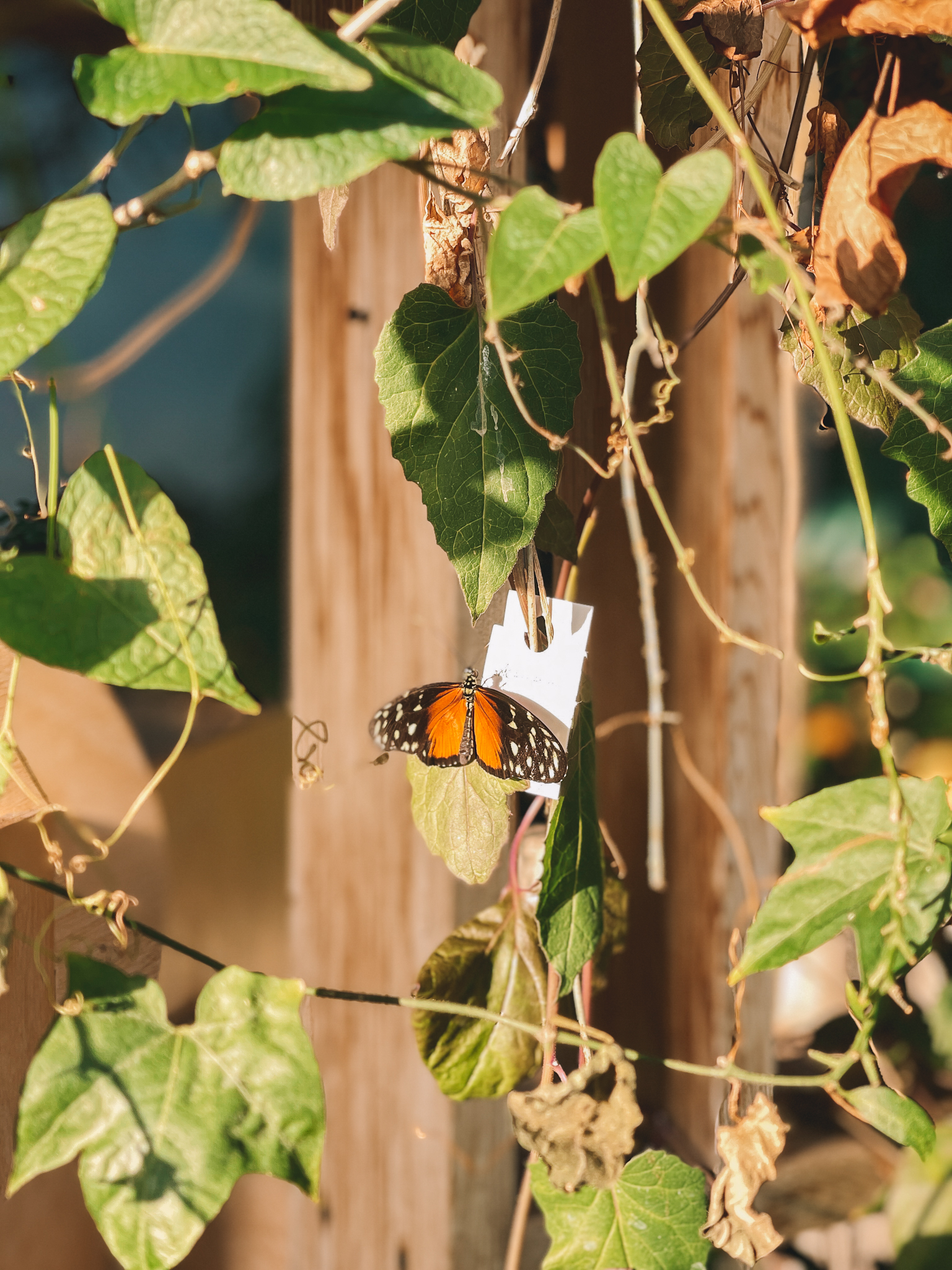 Butterfly Haven at the museum