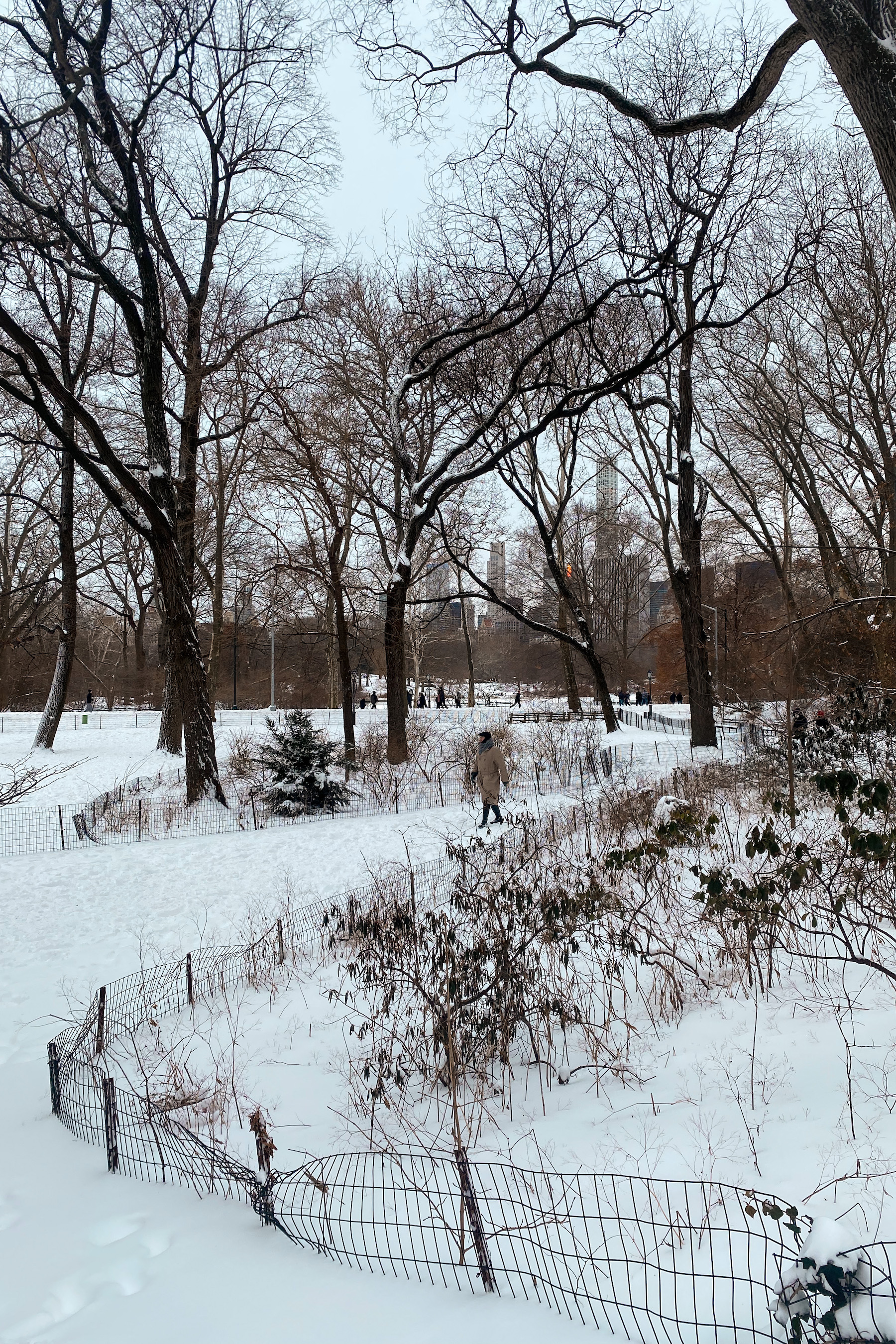 NYC central park in winter
