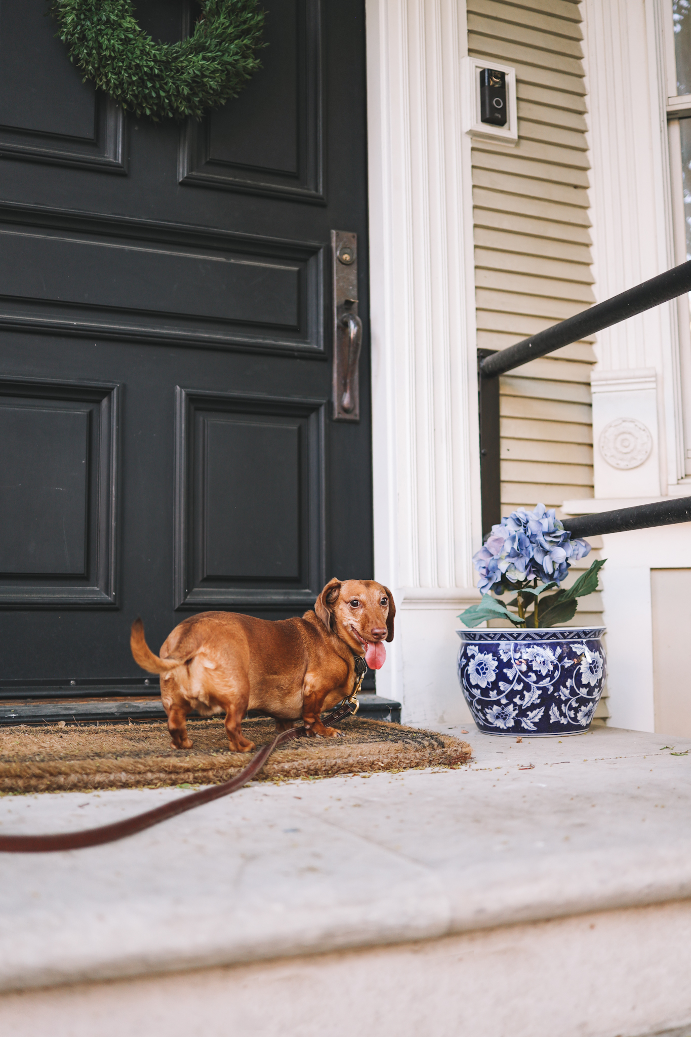 dachshund in front door