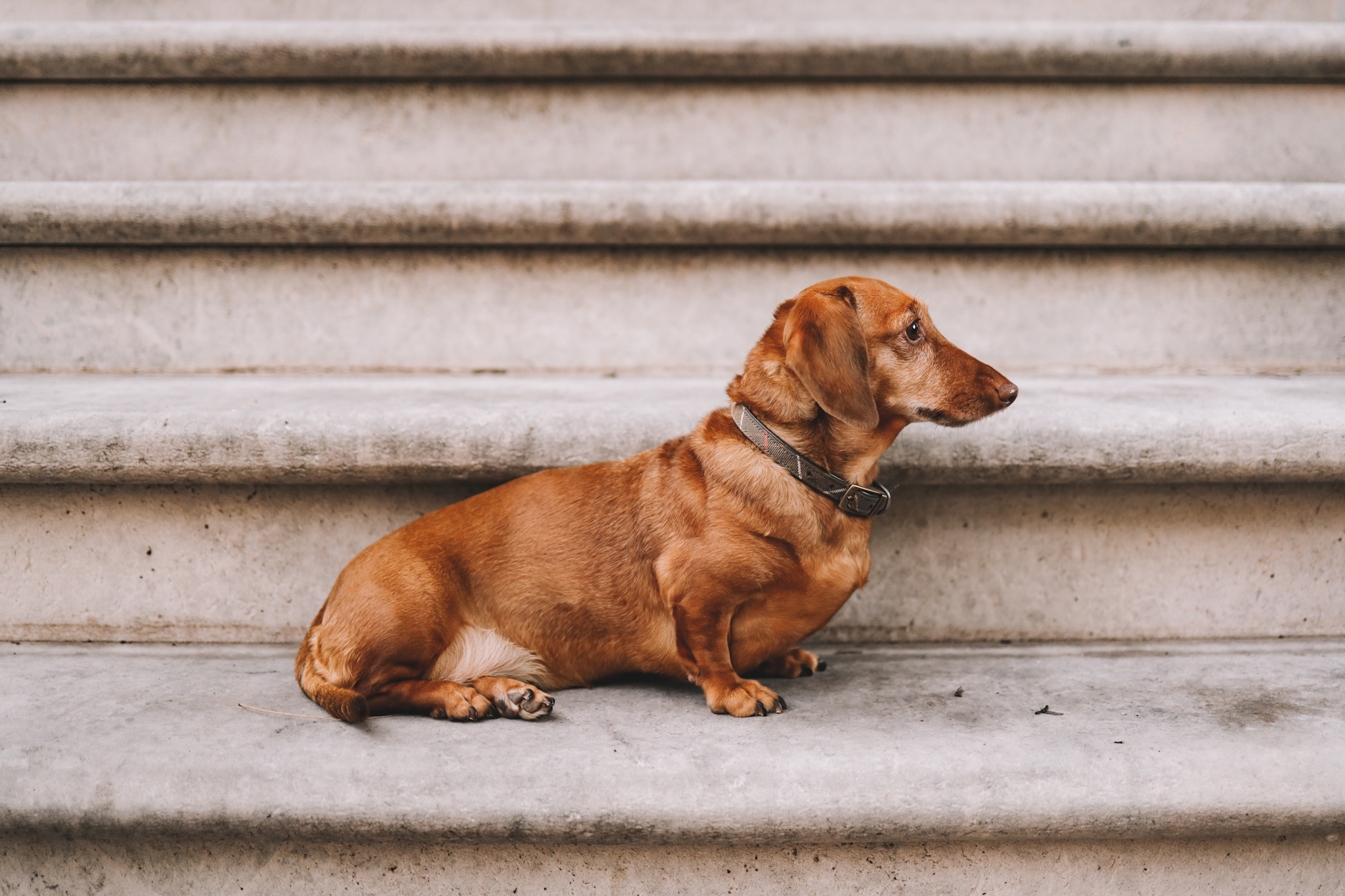 brown dachshund