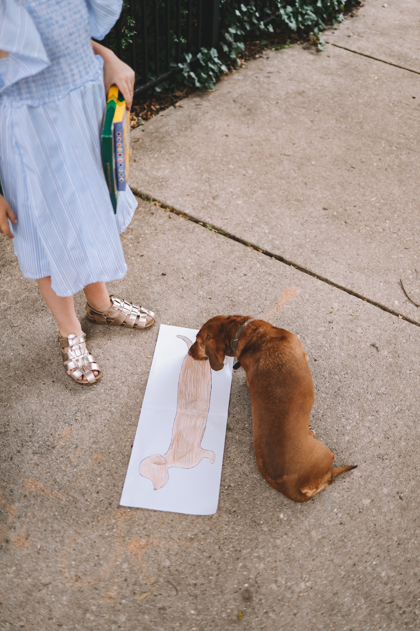 dachshund looking at drawing