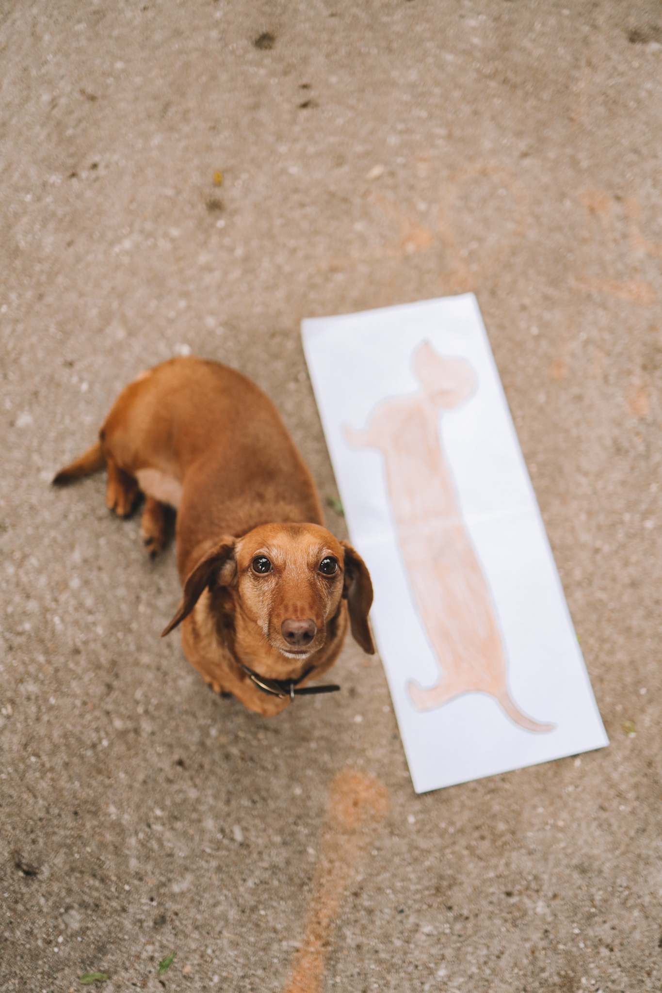 dachshund beside dachshund drawing