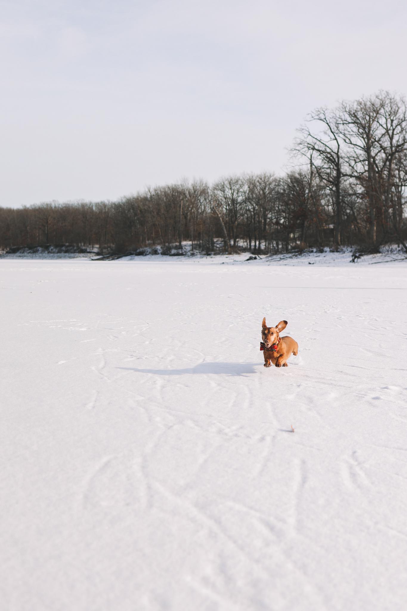 dachshund running on ice