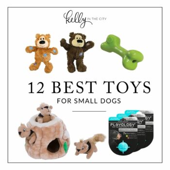 12 Best Toys For Small Dogs